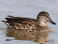 (Green-winged Teal) female swimming
