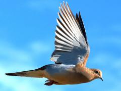 (Mourning Dove) flying