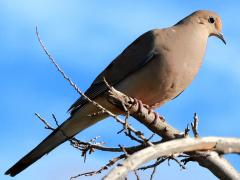 (Mourning Dove) perching