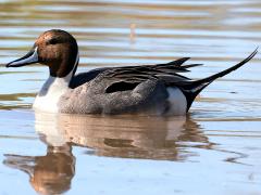 (Northern Pintail) male profile