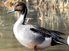 (Northern Pintail) male standing