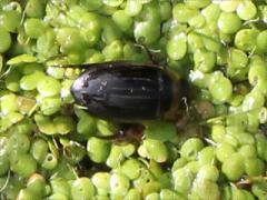 (Lesser Duckweed) (Aruspex Predaceous Diving Beetle) on Lesser Duckweed
