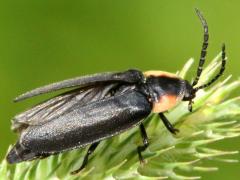 (Timothy) (Pyropyga Firefly) on Timothy