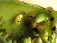 (Baptisia Seed Pod Weevil) larvae on White False Indigo