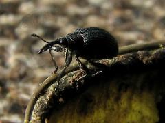 (Baptisia Seed Pod Weevil) profile on White False Indigo