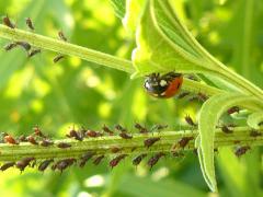 (Brown Ambrosia Aphid) and Seven-spotted Lady Beetle