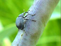 (Baptisia Seed Pod Weevil) ovipositing on White False Indigo