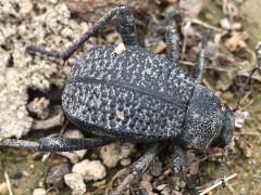 (Adesmia Darkling Beetle) dorsal