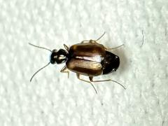 (Lebiinae Ground Beetle) dorsal