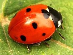 (Seven-spotted Lady Beetle) dorsal