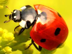 (Seven-spotted Lady Beetle) profile