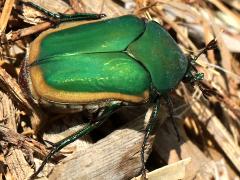 (Figeater Beetle) rear