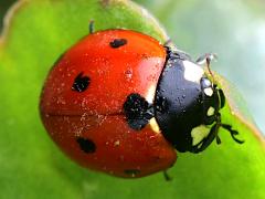 (Seven-spotted Lady Beetle) dorsal