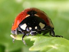 (Seven-spotted Lady Beetle) face
