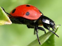 (Seven-spotted Lady Beetle) profile