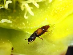 (Cactus Sap Beetle) profile on Santa Rita Pricklypear