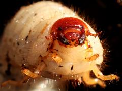 (Strategus Ox Beetle) larva face