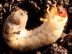 (Strategus Ox Beetle) larva profile