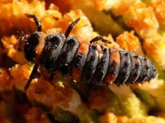(Convergent Lady Beetle) larva dorsal