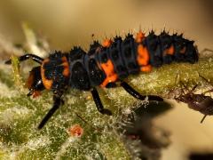 (Convergent Lady Beetle) larva lateral