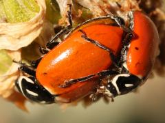 (Convergent Lady Beetle) mating profile