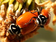(Convergent Lady Beetle) pair face