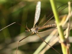 (Platytipula Crane Fly) flight