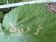 (Vockerothi Leafminer Fly) blotch mine on Black Raspberry