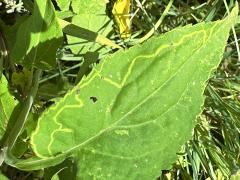 (Quinta Leafminer Fly) underside mine on Drummond's Aster