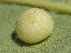 (Hickory Placenta Gall Midge) underside gall on Shagbark Hickory