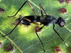 (Trivittata Stilt-legged Fly) lateral