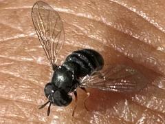 (Paragus Grass Skimmer Fly) dorsal