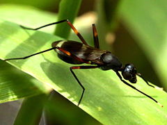(Trivittata Stilt-legged Fly) lateral