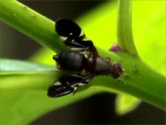 (Common Picture-winged Fly) female