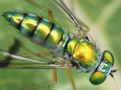 (Sipho Long-legged Fly) male