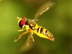 (Oblique Streaktail) male hovering