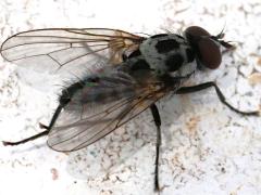 (Procellaris Root-maggot Fly) male dorsal