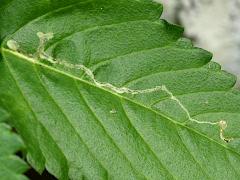 (Liriomyza Leafminer Fly) upperside mine on Yellow Alder