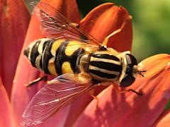 (Trivittate Marsh Fly) dorsal