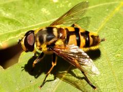 (Yellow-haired Sun Fly) male profile