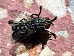 (Sarcophaga Flesh Fly) female back
