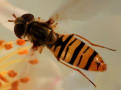 (Marmalade Hover Fly) female hovering