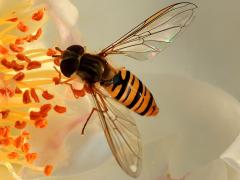 (Marmalade Hover Fly) female profile