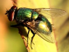 (Common Greenbottle Fly) back