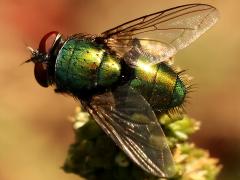 (Common Greenbottle Fly) dorsal