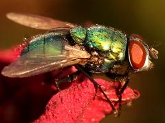 (Common Greenbottle Fly) lateral