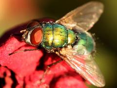 (Common Greenbottle Fly) profile