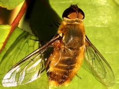 (Hottentotta Bee Fly) dorsal