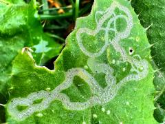 (Chrysanthemum Leafminer Fly) upperside mine on Asteraceae Daisy