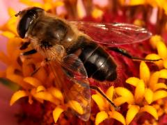 (Common Drone Fly) female lateral